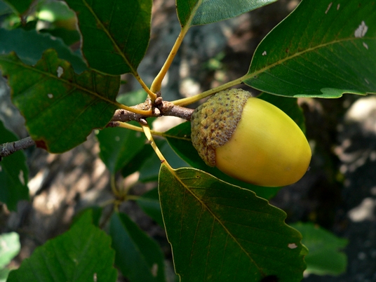 {Quercus montana}